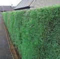 Hedge Cutting