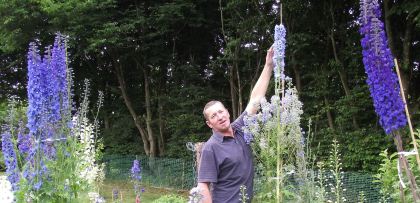 Giant Dalphiniums Grown From Seed - Reaching 9ft high