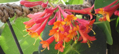 Honeysuckle