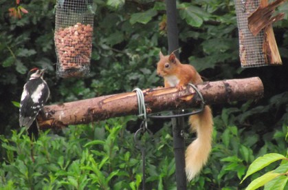 Wildlife - Woodpecker & Red Squirrel Feeding on Nuts