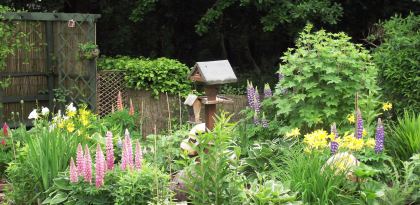 Informal Herbaceous Cottage Garden
