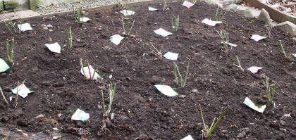 Bare Rooted Roses