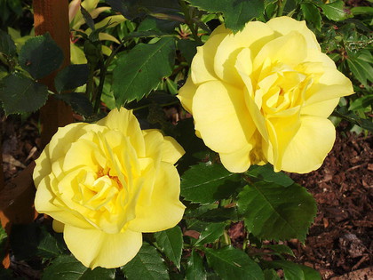 Arthur Bell Floribunda