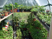 Greenhouse Plants