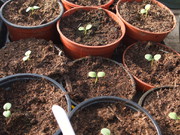 Greenhouse Germination