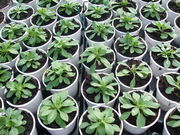 Seed Germination