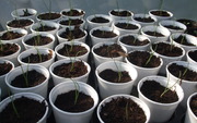 Seed Germination