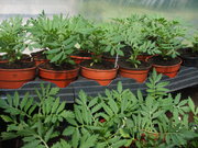Greenhouse Plants