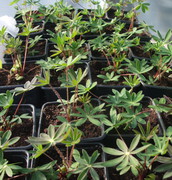 Greenhouse Plants