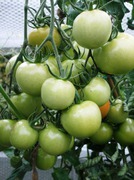Vegetables - Tomatoes