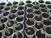 Seed Germination