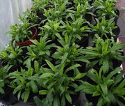 Greenhouse Plants