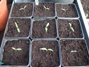 Seed Germination