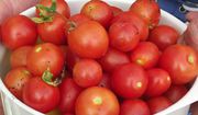 Cherry Tomatoes