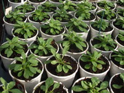 Greenhouse Plants