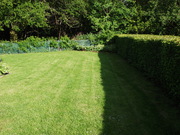 Grass Germinated