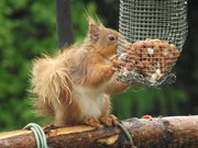 Red Squirrel