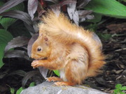 Red Squirrel