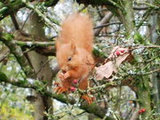 Red Squirrel