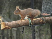 Red Squirrel