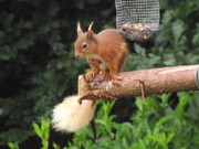 Red Squirrel