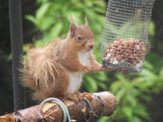 Red Squirrel