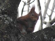 Red Squirrel