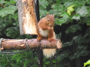 Red Squirrel