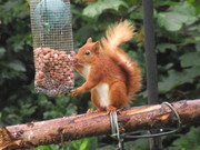 Red Squirrel