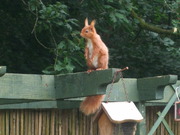 Red Squirrel
