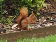 Red Squirrel
