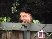 Red Squirrel