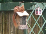 Red Squirrel
