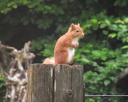 Red Squirrel