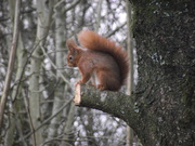 Red Squirrel