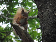 Red Squirrel