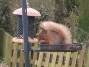 Red Squirrel