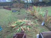 Shrub Clearance