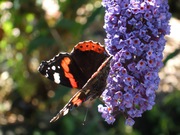 Wildlife