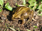 Wildlife