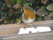 Wildlife