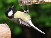 Wildlife