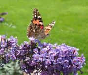 Wildlife