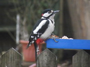 Wildlife