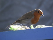 Wildlife