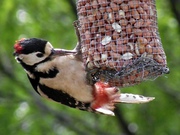 Wildlife