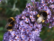 Wildlife
