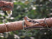 Wildlife