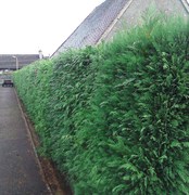 Hedge Cutting - Before